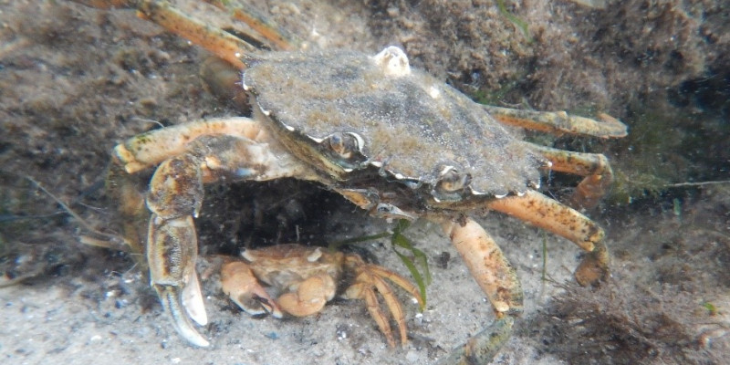 Pinsel-Felsenkrabbe und die größere Strandkrabbe.