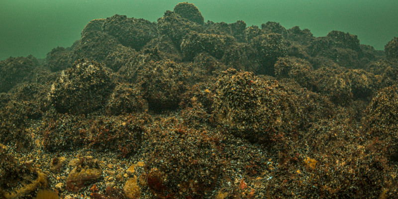 Miesmuschelbänke auf felsigem Untergrund unter Wasser.