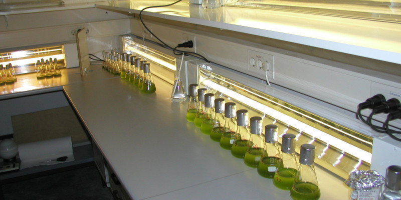 Das Foto zeigt mehrere Erlenmeyerkolben mit grünlichem Inhalt, die in einer hellerleuchteten Laborumgebung auf einem Tisch aufgereiht sind.