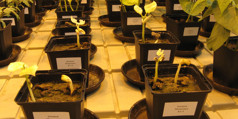 Terrestrischer Pflanzentest nach OECD 208 (Seedling Emergence and Seedling Growth Test) mit der Gartenbohne (Phaseolus vulgaris) im Labor.