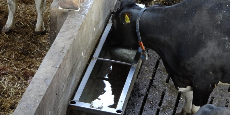 Foto einer Kuh, die an einem offenem Tränkebecken in einem Stall trinkt.