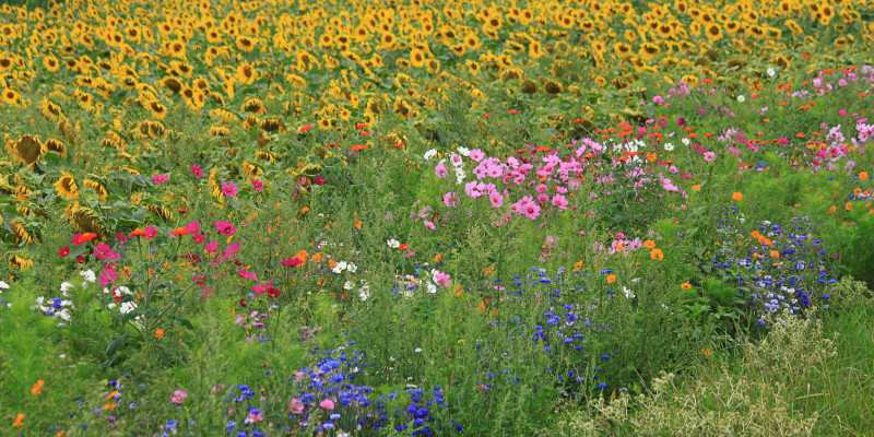 Meadow with different blossoming flowers