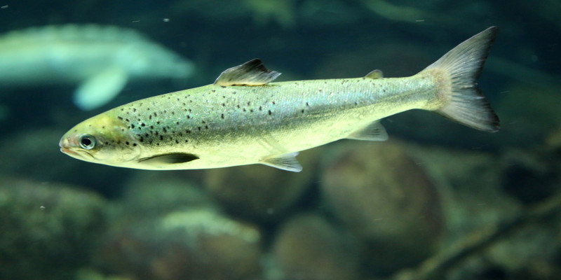 ein Fisch im Wasser