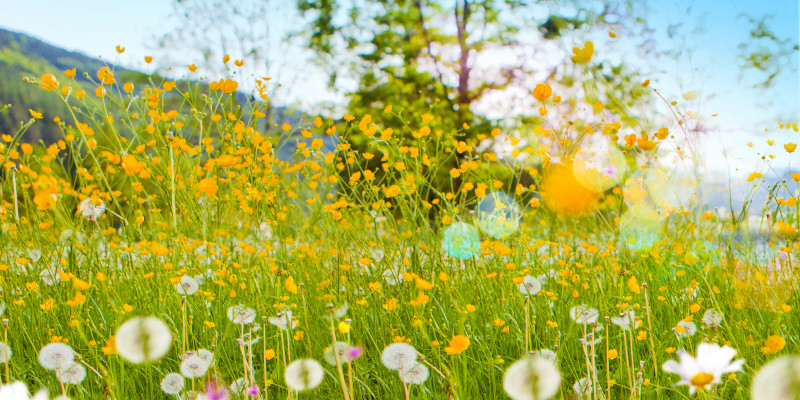 colourful flowering summer meadow
