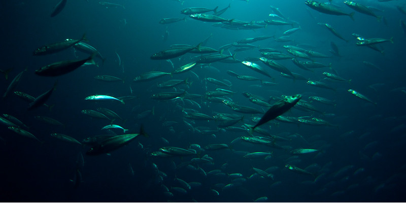 Fische schwimmen im Wasser