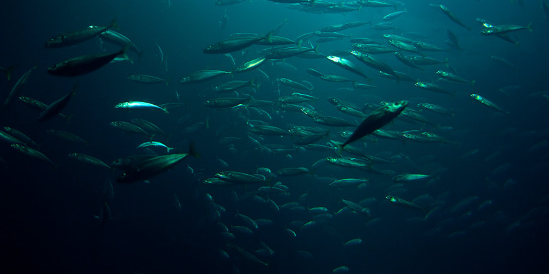 Fishes under water