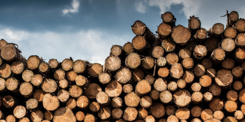 Holzstämme liegen aufgereiht auf einem Stapel.