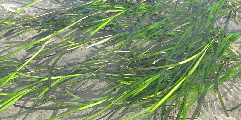 langes grasähnliches Gras unter Wasser