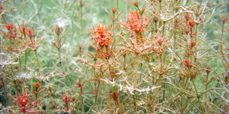 Armleuchteralgen Chara tomentosa ist mit ihrem roten Färbung und großem Wuchs die auffälligste und schönste der Armleuchteralgen 