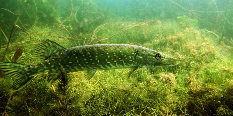 schwimmender Hecht durchs Gewässer