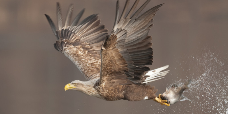 fliegender Seeadler mit einem Fisch in den Krallen