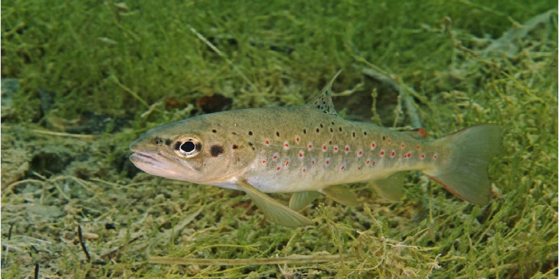 Das Bild zeigt eine Bachforelle, die zwischen Wasserpflanzen umher schwimmt.