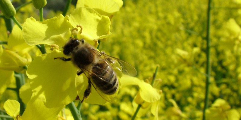 Das Bild zeigt eine Biene auf gelben Rapsblüten.