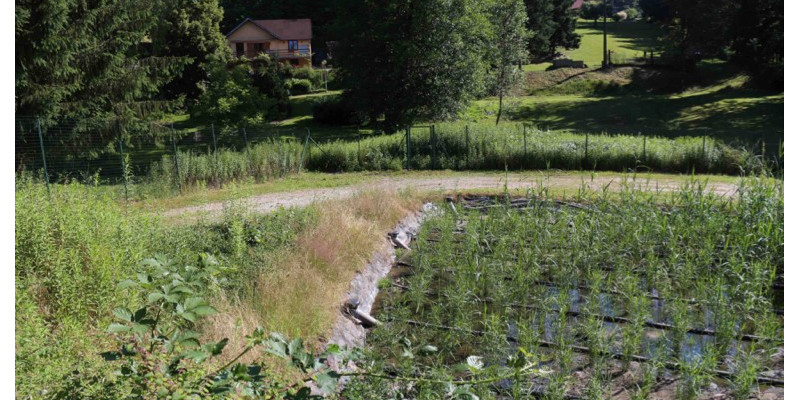 There is an exemplary constructed wetland: a field of plants in water. Behind is a house and trees.