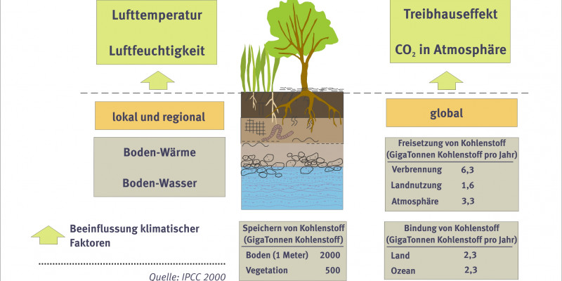 Soils have an influence on the climate.