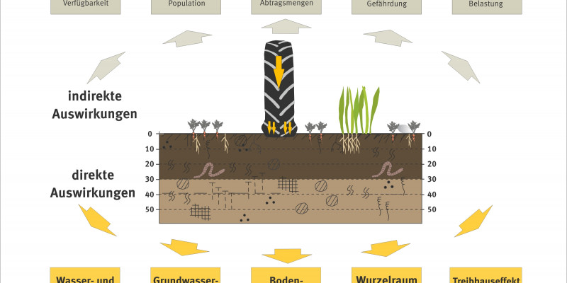 Graph about the impacts of soil compaction.
