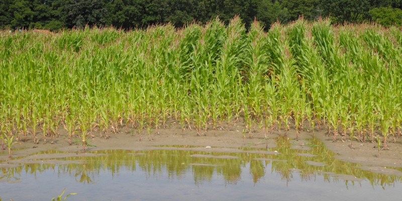 Wasser staut sich auf einem Ackerboden, so dass dort kein Mais wächst.