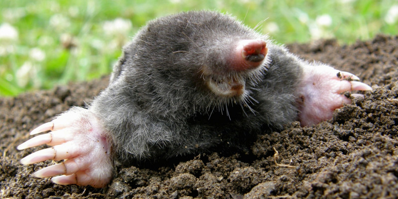 A mole on the surface.