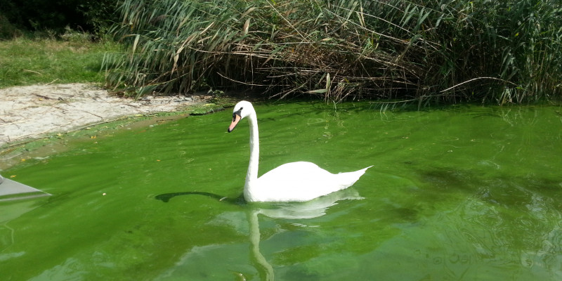 Grüne Wasserfläche, hervorgerufen durch Algenblüte mit einem weißen Schwan.