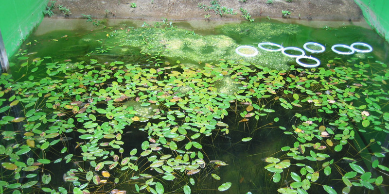 Control pond (19.9.2003) with strong Pondweed and Fadenalgenentwicklung