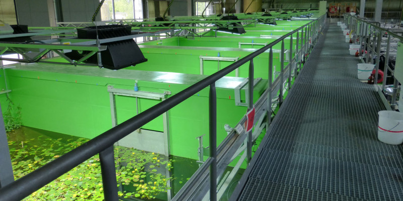 in einer Halle eine Reihe Wasserbecken, die durch grüne Trennwände getrennt und mit Pflanzen bestückt sind