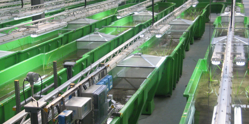 künstliche grüne Rinnen in einer Halle, mit Wasser gefüllt und mit Pflanzenbewuchs