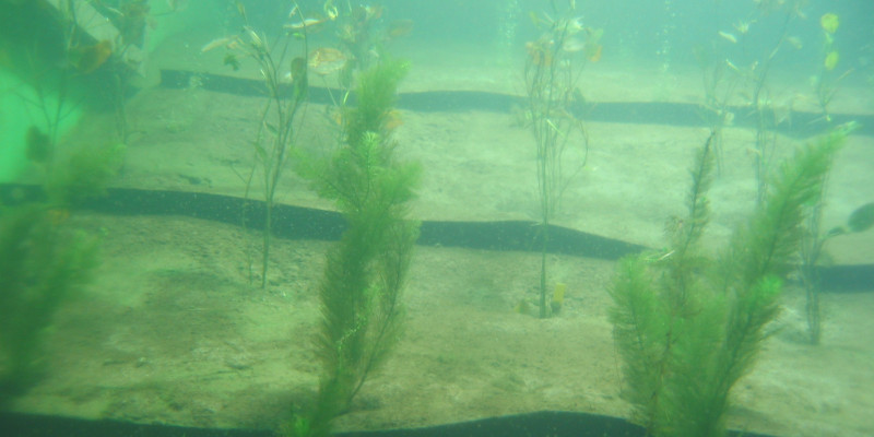 Unterwasseraufnahme, trübes Wasser, im sandigen Grund wachsen Wasserpflanzen