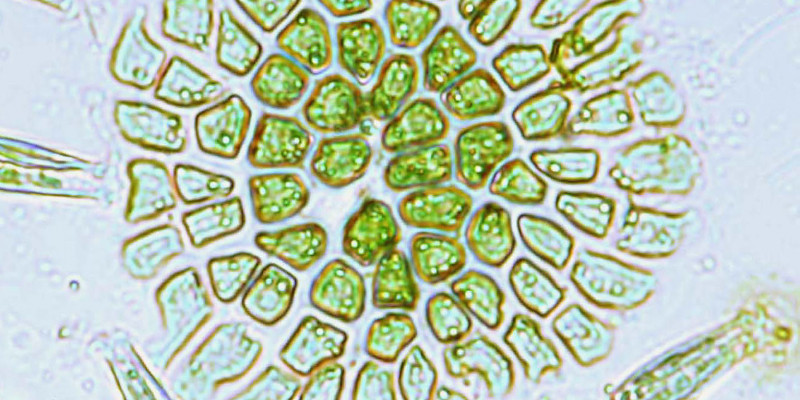 Foto einer Probe unter dem Mikroskop, kleine grüne Flächen, konzentrisch angeordnet, ergeben insgesamt ein Bild, das an eine Löwenzahnblüte erinnert