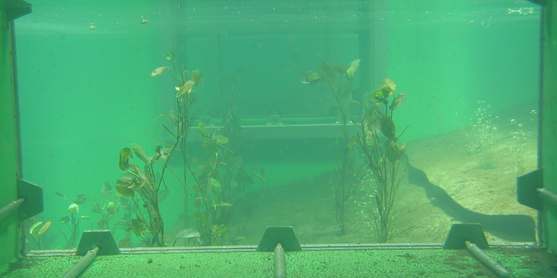 Unterwasserfoto eines Teiches durch die geöffnete Seitenluke, grünlich-trübes Wasser, Wasserpflanzen und sandiger Untergrund