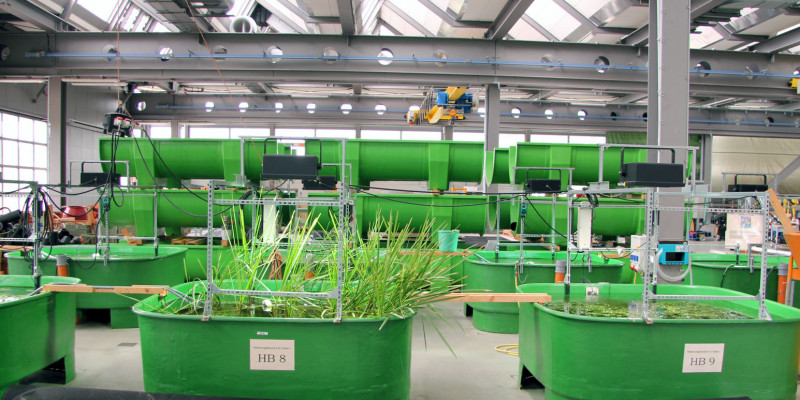 grüne Behälter in der FSA-Halle, in denen Wasserpflanzen wachsen