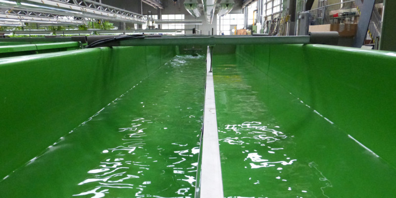 Blick in eine der grünen, wassergefüllten Fließrinnen in der FSA