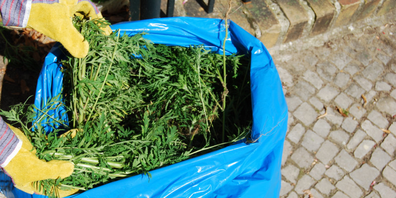 ausgerissene junge Ambrosiapflanzen werden mit Arbeitshandschuhen in einen großen blauen Müllsack entsorgt