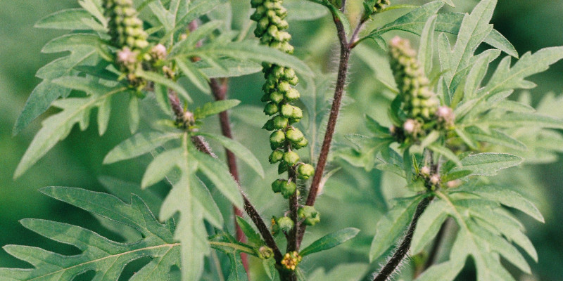 Pflanze mit gefiederten grünen Blättern, roten Stängeln mit abstehenden Haaren und noch nicht aufgeblühten, in Ähren am Stängel stehenden Blütenknospen