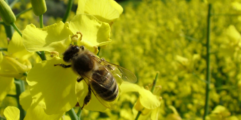 Biene an einer Rapsblüte