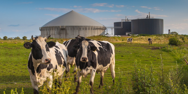 Kühe auf einer Weide, im Hintergrund eine Biogasanlage