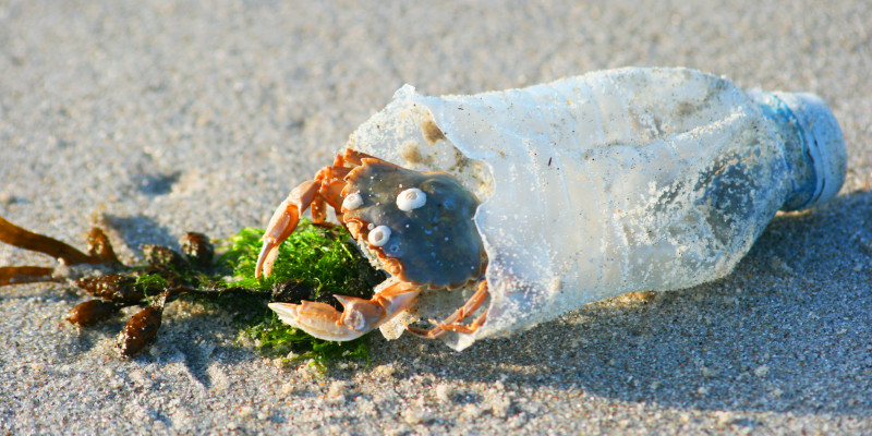 crab in a plastic bottle on the beach