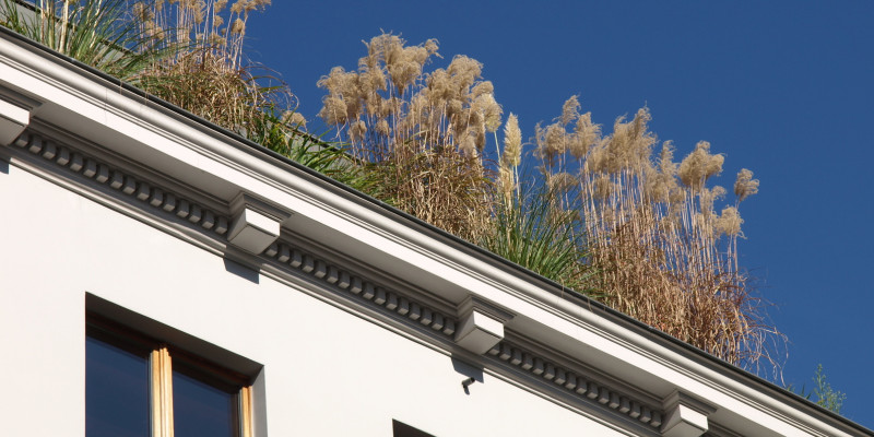 green roof