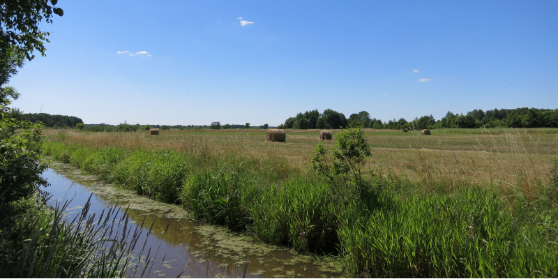 Entwässerungsgraben durch ein landwirtschaftlich genutztes  Niedermoor