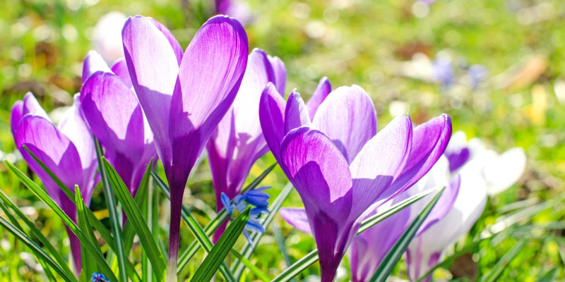 blühende Krokusse auf einer Wiese