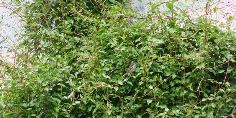 In einem Gebüsch vor einer Mauer sitzt ein Spatz.