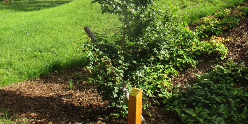 neugepflanzter Baum in einer Grünanlage, davor ein Pflock mit einer Plakette