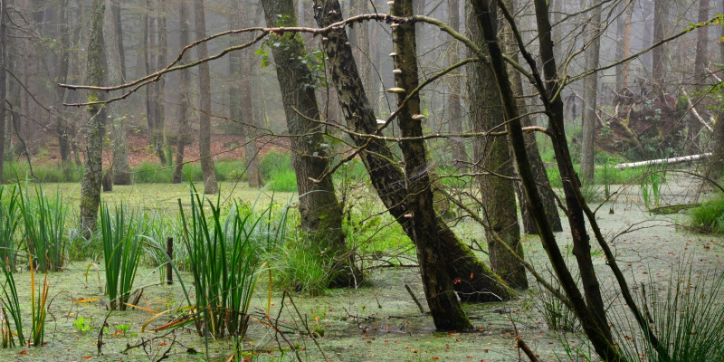 Moorwald mit stehendem Wasser und Sumpfpflanzen, an den Bäumen zum Teil Baumpilze