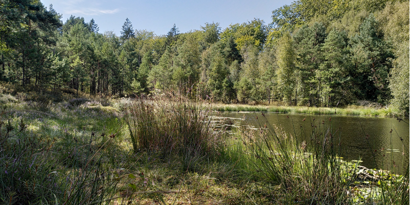 Moor mit Moosen, Binsen, Wald und einem Gewässer