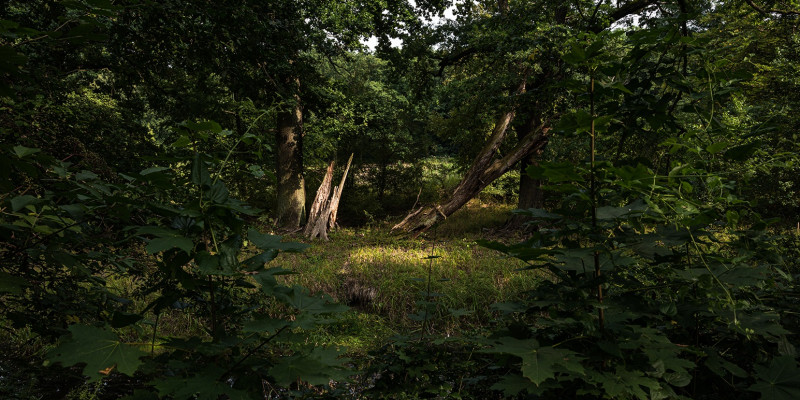 in einem dunklen Gehölz fällt Licht auf einen alten abgebrochenen Baum