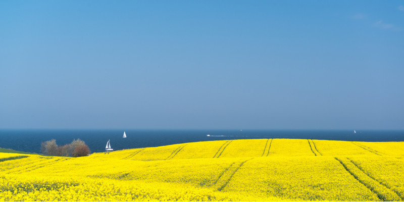 ein gelb blühendes Rapsfeld, im Hintergrund das Meer mit Segelbooten