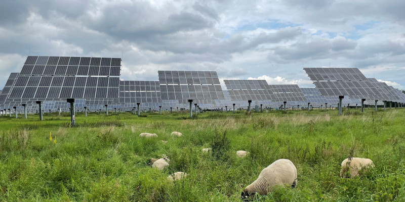 Auf einer Brache steht eine Photovoltaik-Freiflächenanlage und weiden Schafe