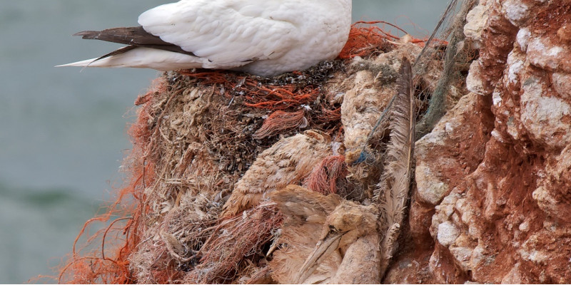 ein Seevogel hat sich an einem Kunststofffaden stranguliert