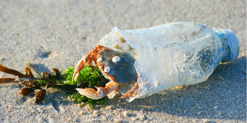 eine Krabbe auf einem Sandstrand sitzt in einer kaputten Plastikflasche