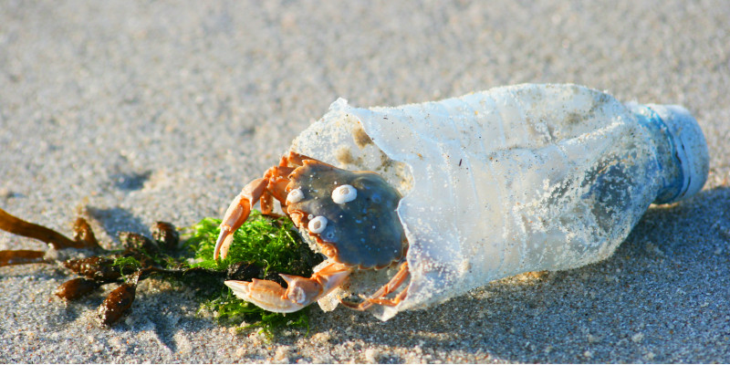 eine Strandkrabbe sitzt in der Öffnung einer halben leeren Plastikflasche, die am Strand als Müll liegt