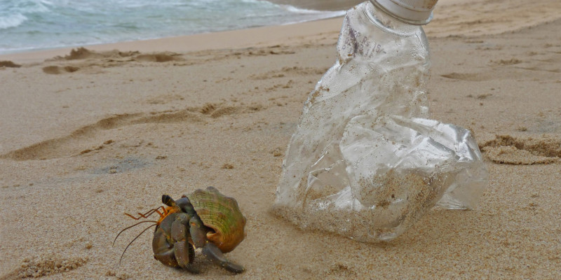 Einsiedlerkrebs und Plastikflasche an einem Strand